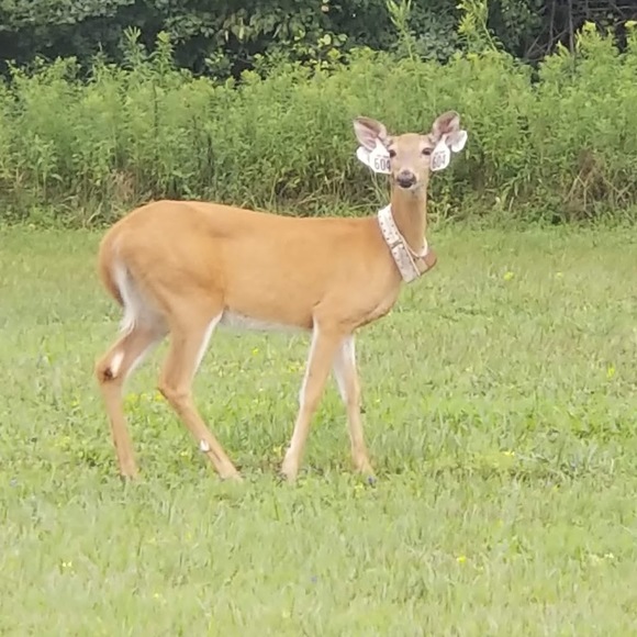 Meet your Posher, Maya - Picture 1 of 1